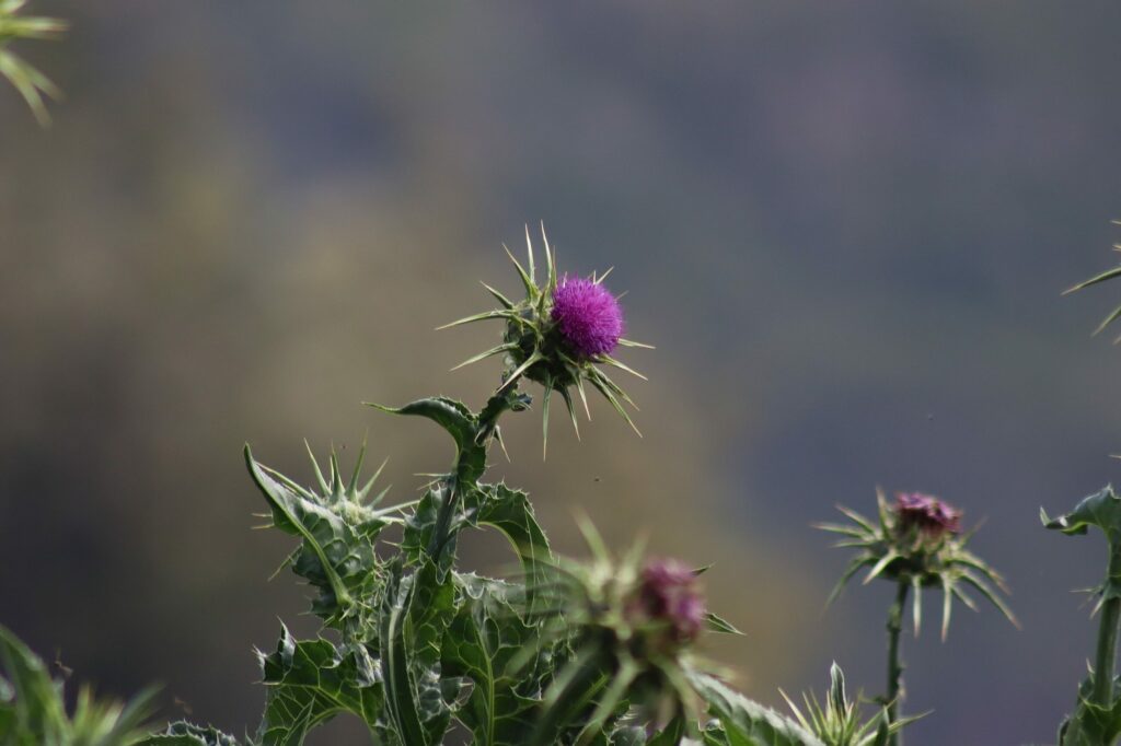 Расторопша пятнистая — общий вид (Silybum marianum)