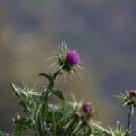 Расторопша пятнистая — общий вид (Silybum marianum)