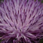 Расторопша пятнистая — общий вид (Silybum marianum)