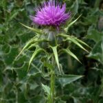 Расторопша пятнистая (Silybum marianum)