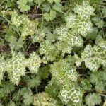 Расторопша пятнистая (Silybum marianum)