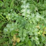 Расторопша пятнистая (Silybum marianum)