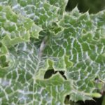 Расторопша пятнистая (Silybum marianum)