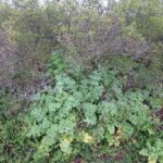 Расторопша пятнистая (Silybum marianum)