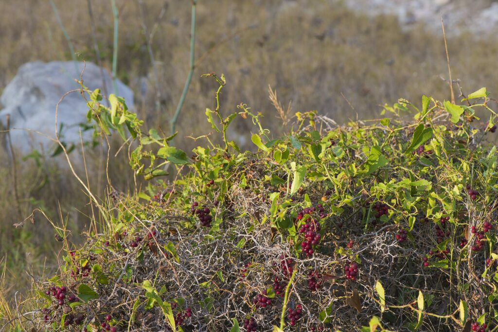 Сассапариль — общий вид (Smilax aspera)