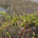 Сассапариль — общий вид (Smilax aspera)