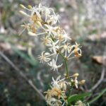 Сассапариль — цветки (Smilax aspera)