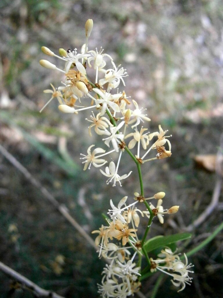 Сассапариль — цветки (Smilax aspera)