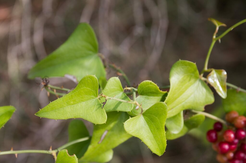 Сассапариль — лист (Smilax aspera)