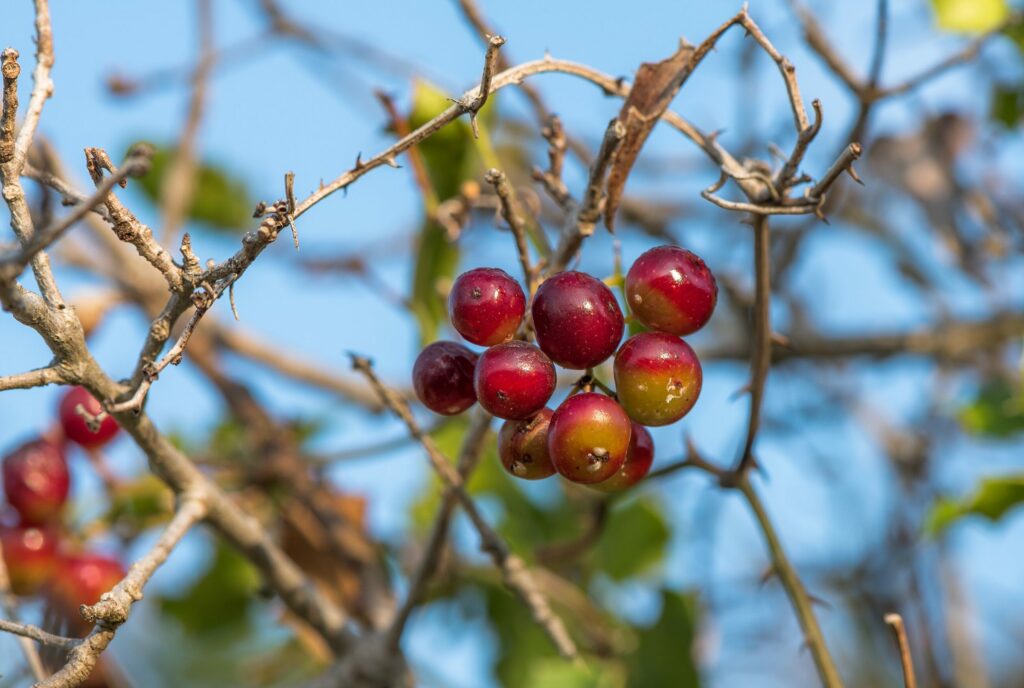 Сассапариль — общий вид (Smilax aspera)