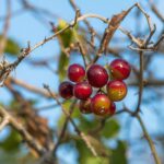 Сассапариль — общий вид (Smilax aspera)