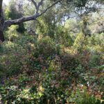 Сассапариль — общий вид (Smilax aspera)