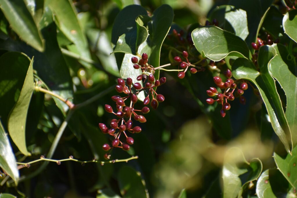 Сассапариль — общий вид (Smilax aspera)