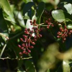 Сассапариль — общий вид (Smilax aspera)