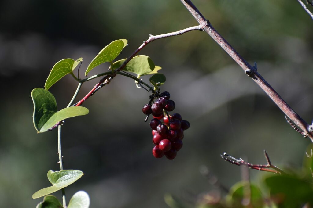 Сассапариль — общий вид (Smilax aspera)