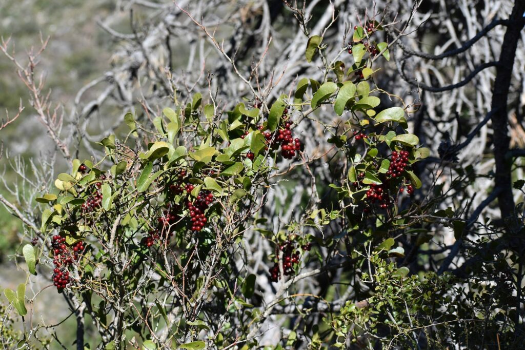 Сассапариль — общий вид (Smilax aspera)