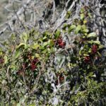 Сассапариль — общий вид (Smilax aspera)