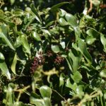 Сассапариль — общий вид (Smilax aspera)