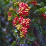 Сассапариль — общий вид (Smilax aspera)