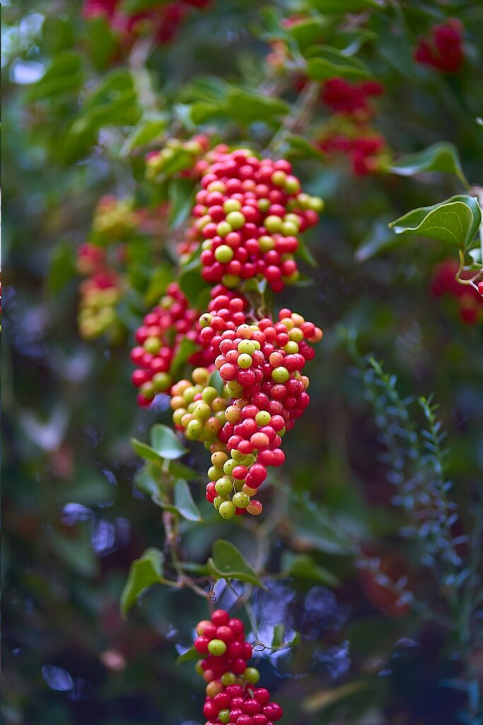 Сассапариль — общий вид (Smilax aspera)