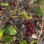 Сассапариль — общий вид (Smilax aspera)