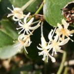 Сассапариль (Smilax aspera)