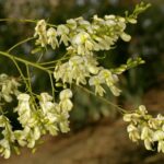 Софора японская — цветки (Styphnolobium japonicum)