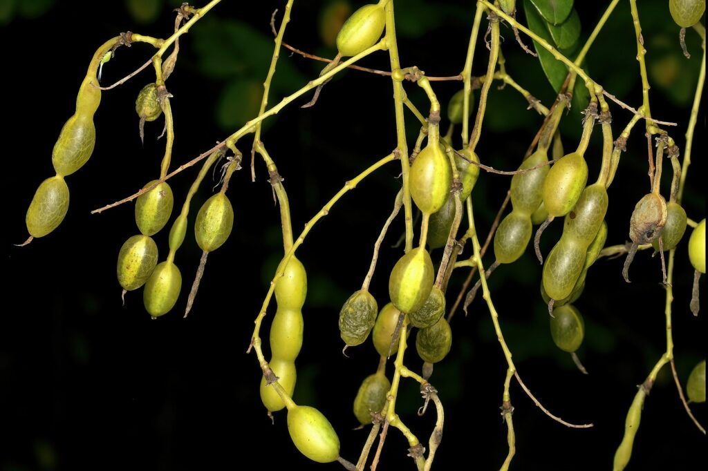 Софора японская — плоды (Styphnolobium japonicum)