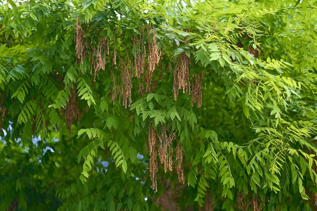 Софора японская — общий вид (Styphnolobium japonicum)