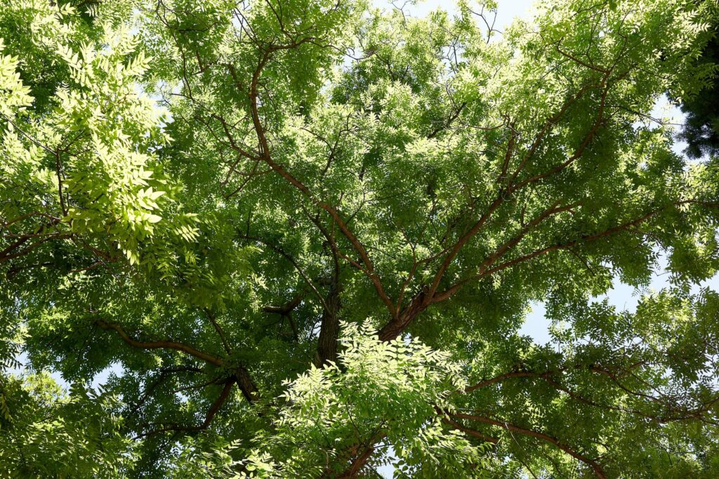 Софора японская — общий вид (Styphnolobium japonicum)