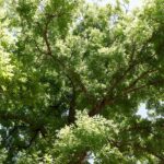 Софора японская — общий вид (Styphnolobium japonicum)