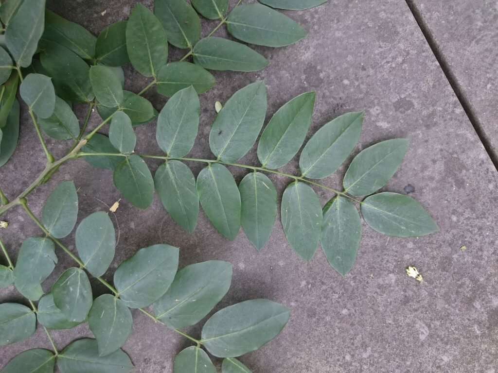 Софора японская — общий вид (Styphnolobium japonicum)