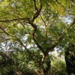 Софора японская — общий вид (Styphnolobium japonicum)