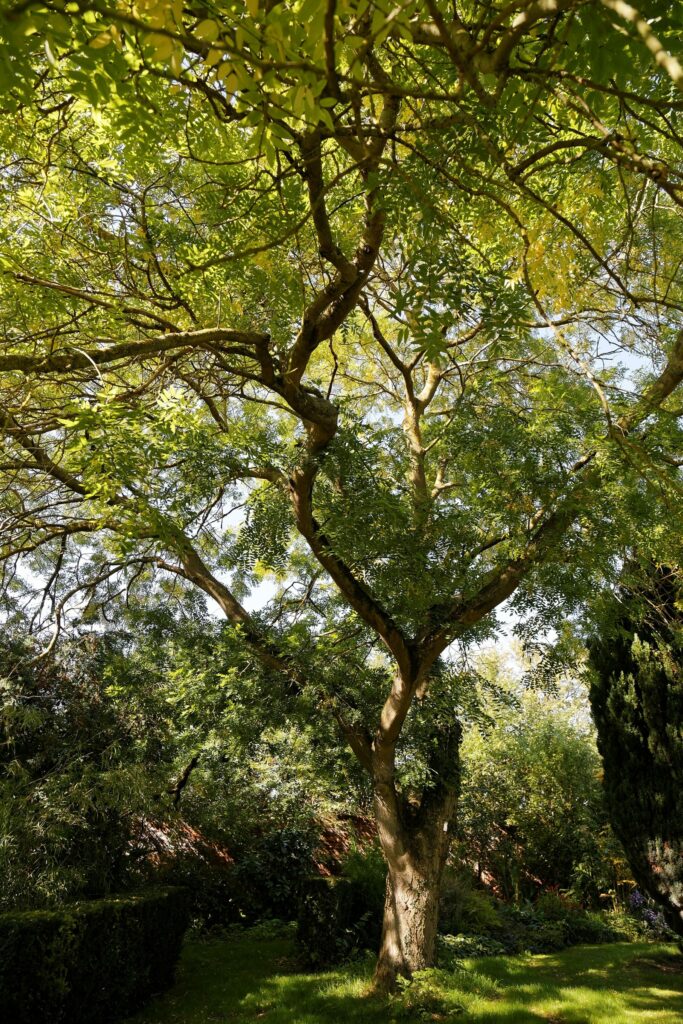 Софора японская — общий вид (Styphnolobium japonicum)