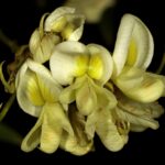 Софора японская — цветки (Styphnolobium japonicum)