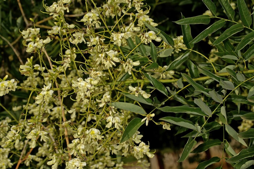 Софора японская — цветки (Styphnolobium japonicum)