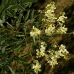 Софора японская — цветки (Styphnolobium japonicum)