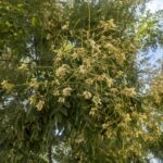 Софора японская (Styphnolobium japonicum)