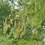 Софора японская (Styphnolobium japonicum)