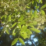 Софора японская (Styphnolobium japonicum)