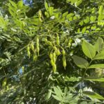 Софора японская (Styphnolobium japonicum)