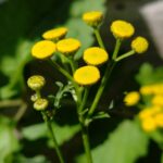 Пижма обыкновенная — общий вид (Tanacetum vulgare)