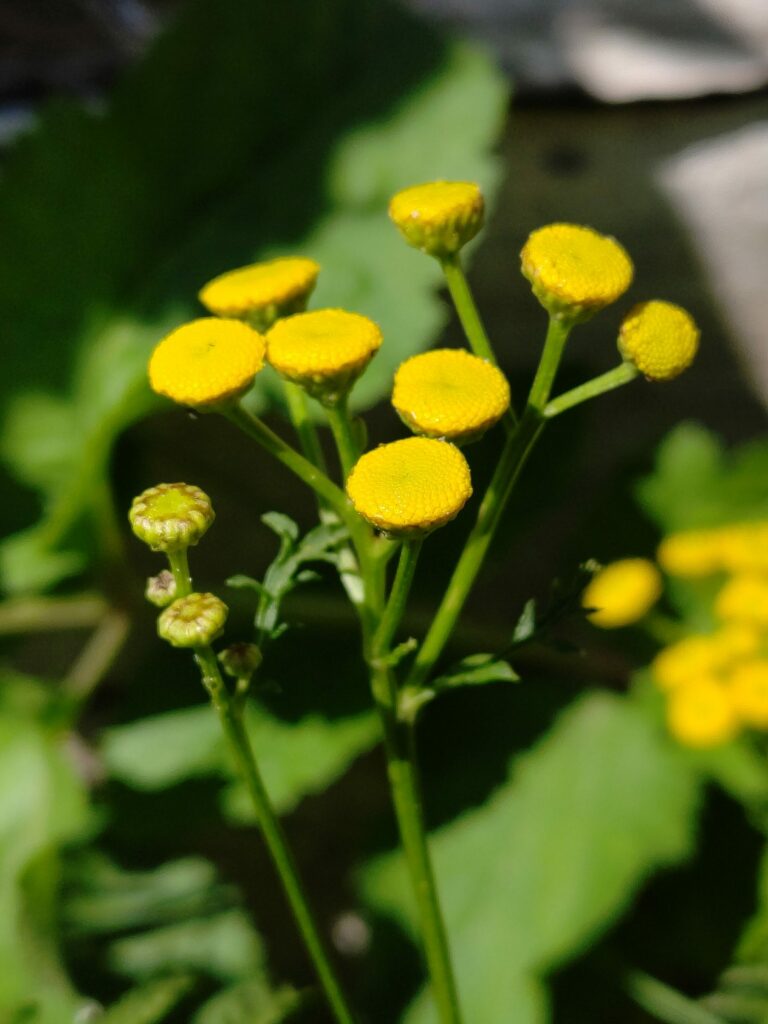 Пижма обыкновенная — общий вид (Tanacetum vulgare)