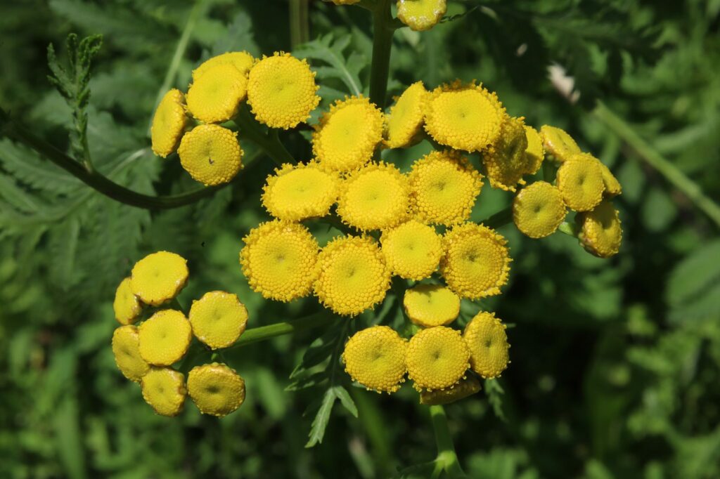 Пижма обыкновенная — цветки (Tanacetum vulgare)