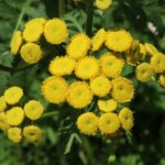 Пижма обыкновенная — цветки (Tanacetum vulgare)