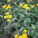 Пижма обыкновенная — плоды (Tanacetum vulgare)