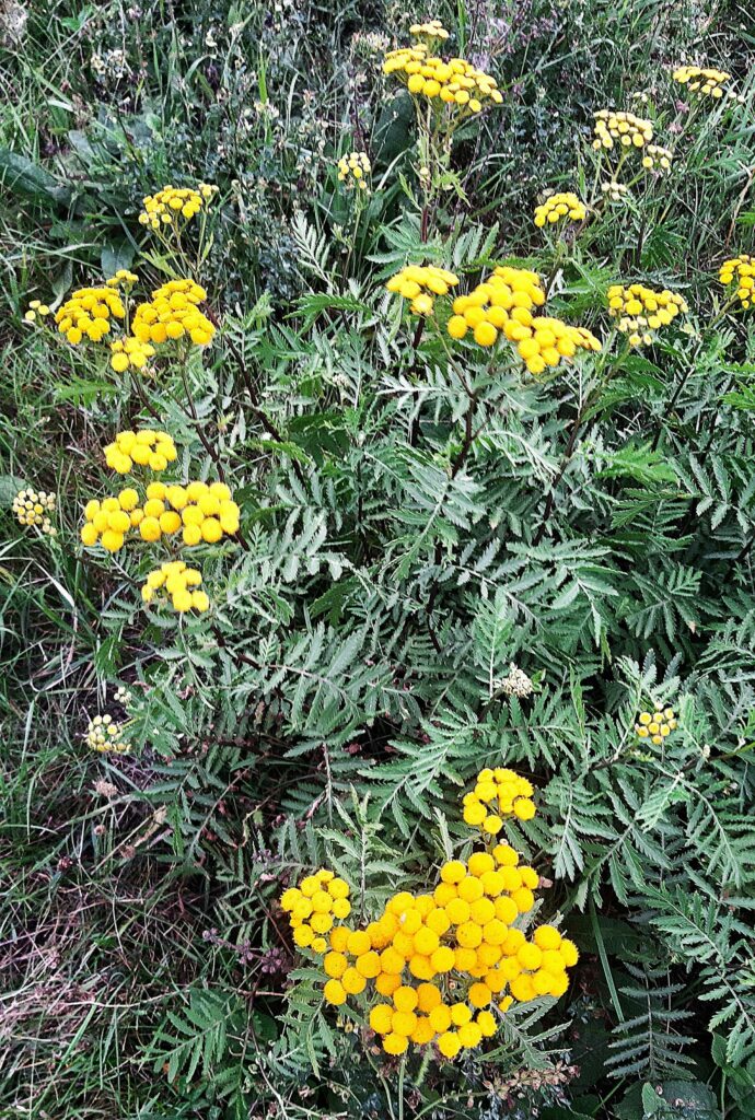 Пижма обыкновенная — плоды (Tanacetum vulgare)