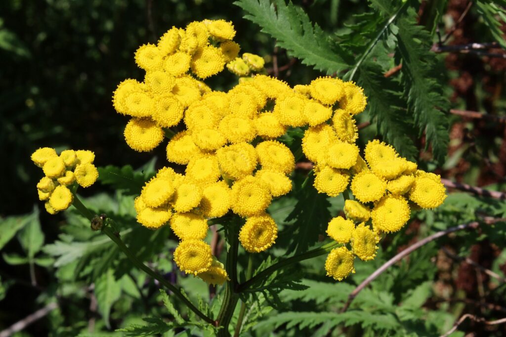 Пижма обыкновенная — цветки (Tanacetum vulgare)