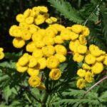 Пижма обыкновенная — цветки (Tanacetum vulgare)