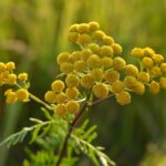 Пижма обыкновенная — общий вид (Tanacetum vulgare)